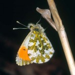 Anthocharis cardamines Anthocharis cardamines