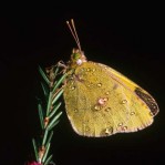Colias Colias