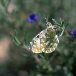 Euchloe tagis Euchloe tagis