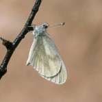 Leptidea sinapis Leptidea sinapis