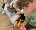 Junio | Mira y siente los insectos