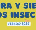 Febrero | Mira y siente los insectos